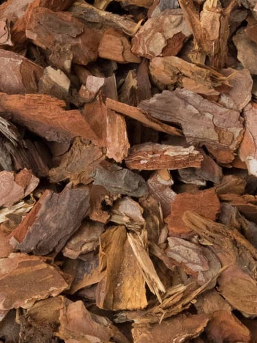 Casca de Pinheiro 10 - 25mm