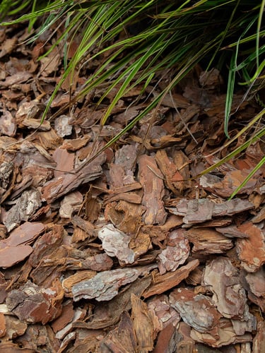 Casca de Pinheiro instalada