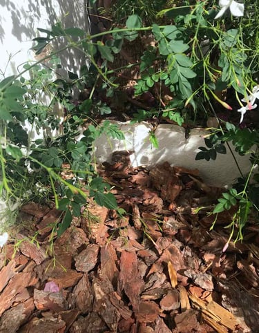 Casca de Pinheiro instalada