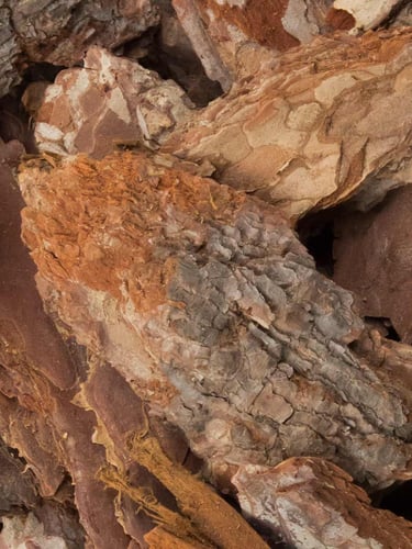 Casca de Pinheiro +60mm