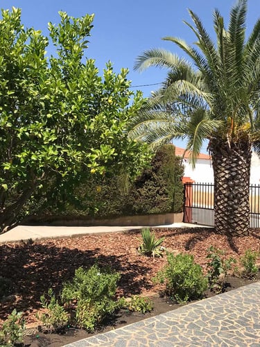 Casca de Pinheiro instalada