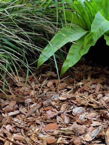 Casca de Pinheiro instalada