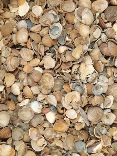 Coquilles de la mer du Nord (Dimension standard)