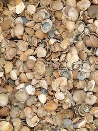 Coquilles de la mer du Nord