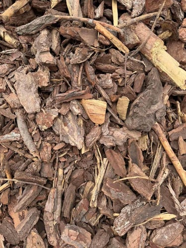 Casca de Pinheiro +60mm