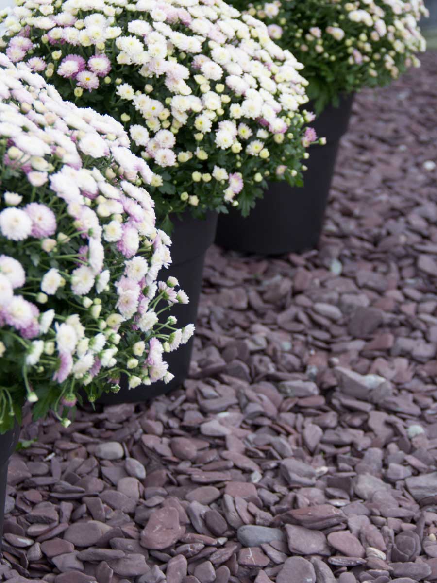 flat pebbles paars 30 - 60mm aangelegd