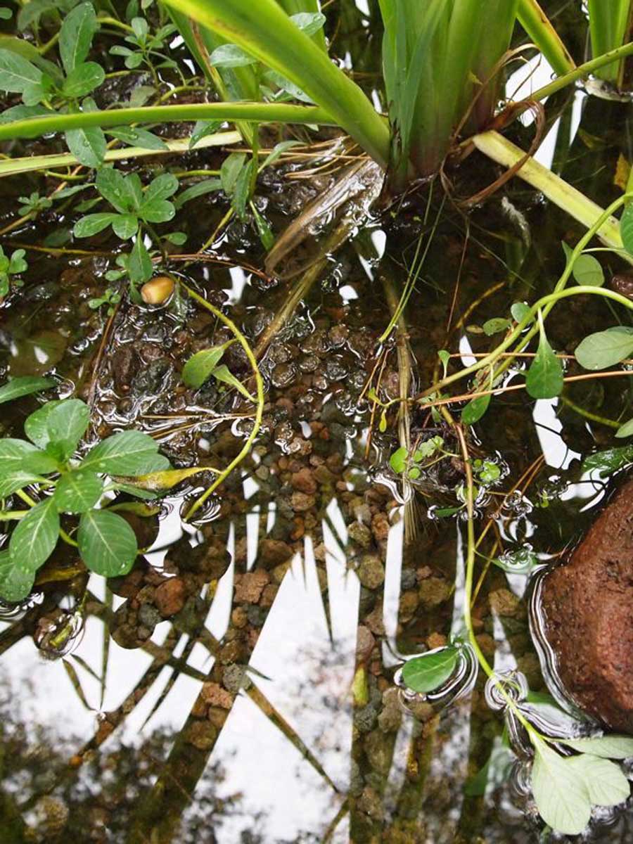 Pouzzolane lave rouge concassé jardin paysagé