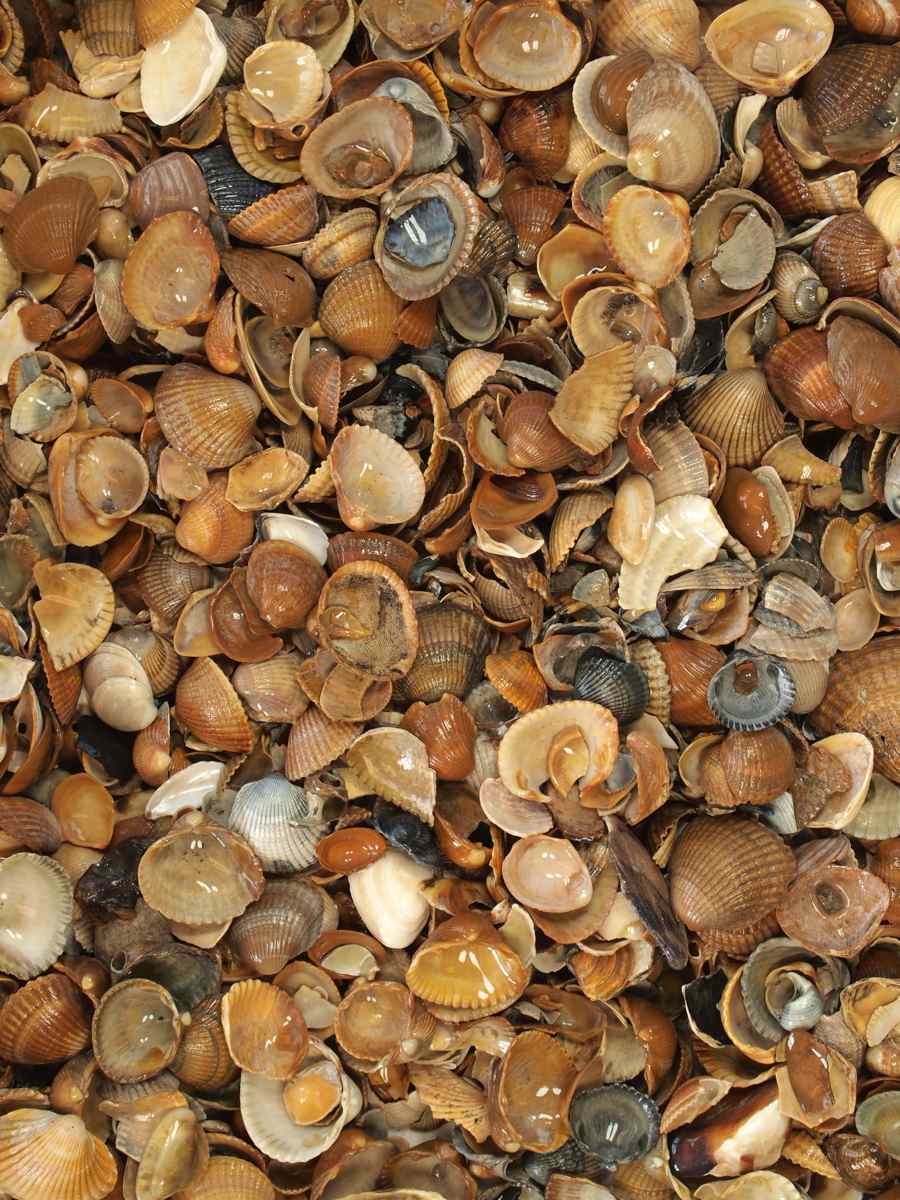 Nordseemuscheln (naß)