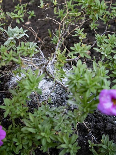 Fertilizante de Cal Dolomítica