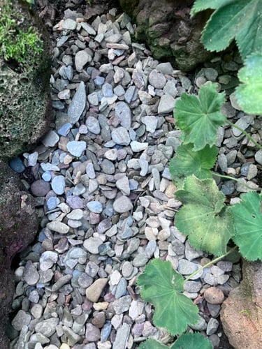 Flachkorn 8 - 16mm verlegt