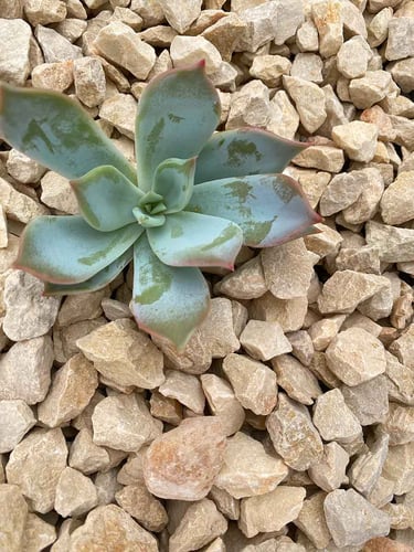 Gravilha Âmbar instalada