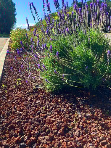 Pouzzolane lave concassé 8 - 16mm paysagé