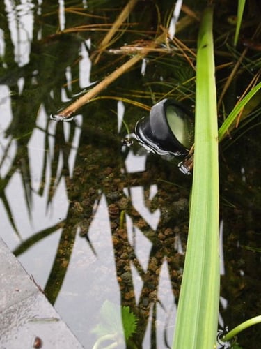 Lavakorrel aangelegd in zwemvijver