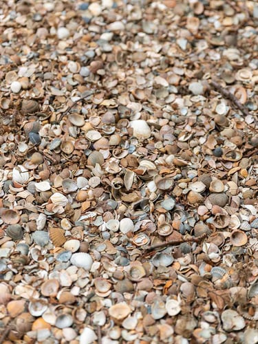 ZGewassen schelpen (Standaardformaat)