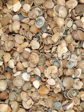 Gewassen schelpen (Standaardformaat)
