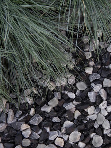 Zèbre galets 12 - 18 jardin paysagé