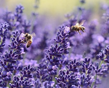 Der bienenfreundliche Garten