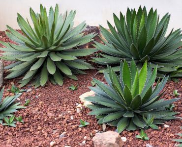 Xerojardinería, solo ventajas