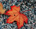 Herfst in jouw tuin