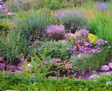Creatividad salvaje en su jardín: crear un jardín natural