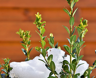 Comment préparer son jardin pour l'hiver ?