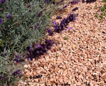 Weg met het grijs: Breng meer kleur in de tuin!