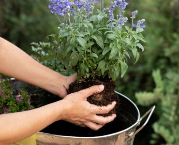 Wat is het verschil tussen potgrond en tuinaarde?