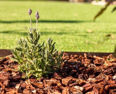 Pinienrinde, Pinienmulch oder Rindenmulch?