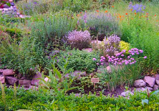 Wilde creativiteit in je tuin - een natuurlijke tuin creëren