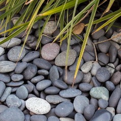 Beach Pebbles schwarz im Teich Beach Pebbles schwarz im Teich