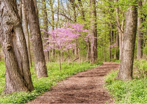 Ein Weg mit Rindenmulch Ein Weg mit Rindenmulch