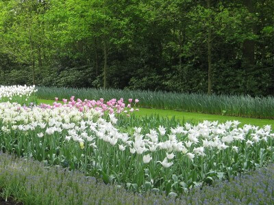 Englischer Garten Blumen