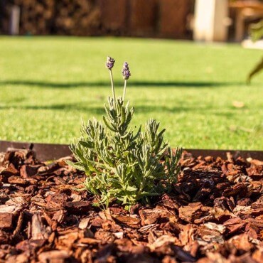 Rindenmulch verlegt Rindenmulch verlegt