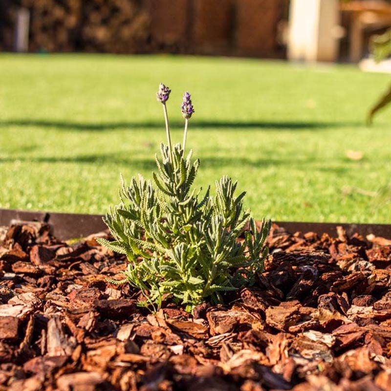 Rindenmulch