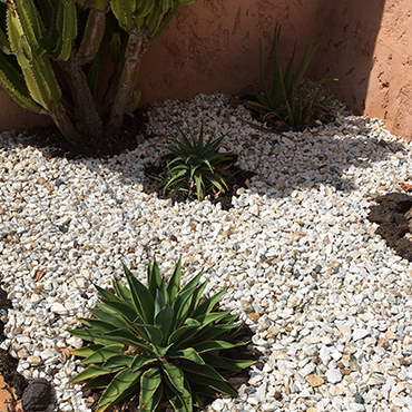 jardín de cactus