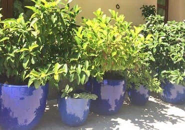 Un jardín mediterráneo con macetas Un jardín mediterráneo con macetas