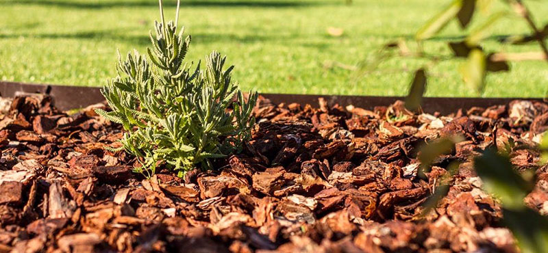 Jardín de bajo mantenimiento con corteza de pino Jardín de bajo mantenimiento con corteza de pino