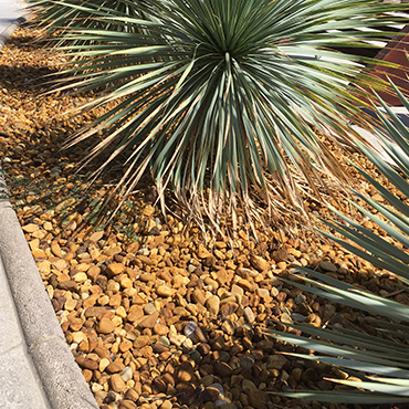 jardín de cactus