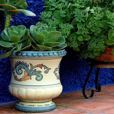 jardín de cactus
