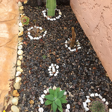 Jardines con cactus o suculentas y piedras