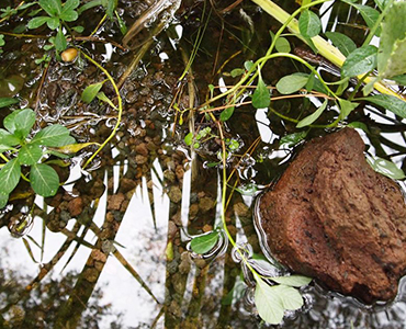Diervriendelijke tuin vijver steen Diervriendelijke tuin vijver 2