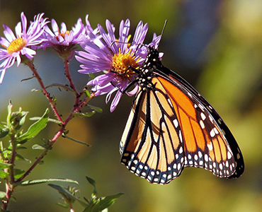 Diervriendelijke tuin vlinder