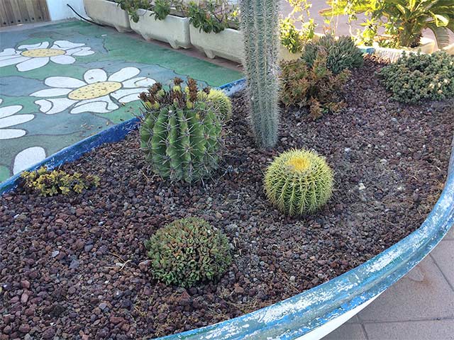 Jardin volcanica