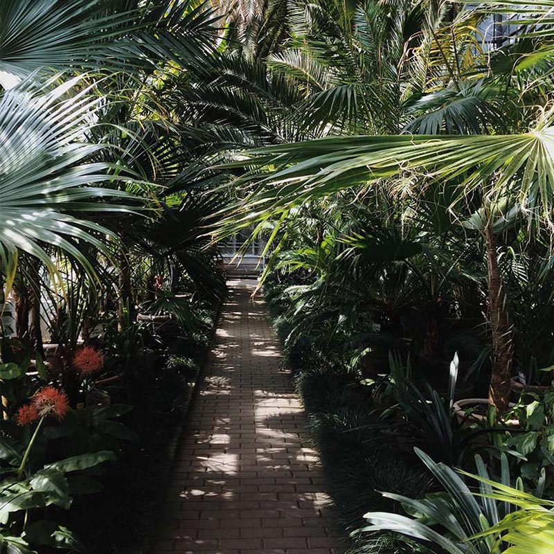 Jardín tropical con pasillo de adoquines Jardín tropical con pasillo de adoquines