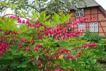 Bauerngarten mit Blumen