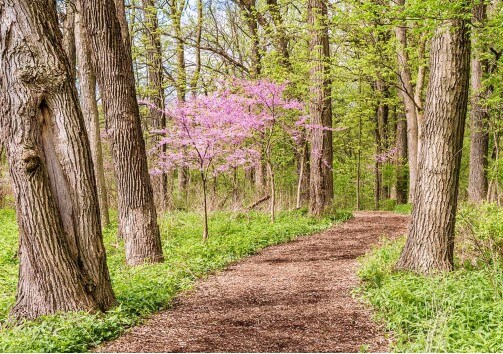 Ein Weg mit Rindenmulch