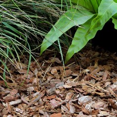 Corteza de pino con plantas