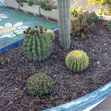 jardín de cactus