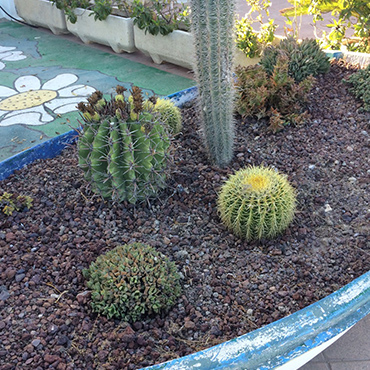 Jardín cactus Decoración exterior