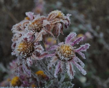 Bloemen in de tuin